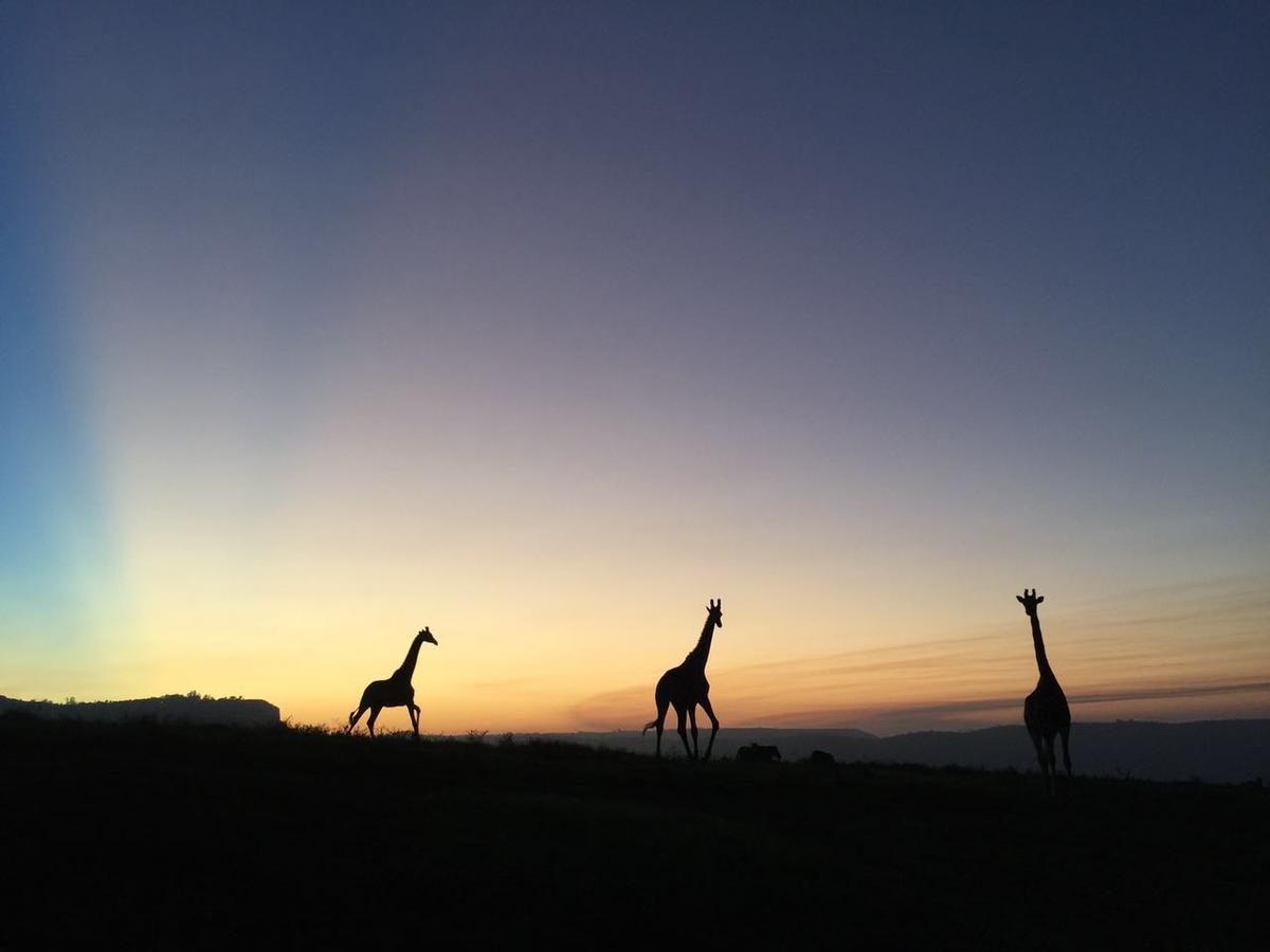 Phezulu Safari Park Villa Botha's Hill Eksteriør bilde
