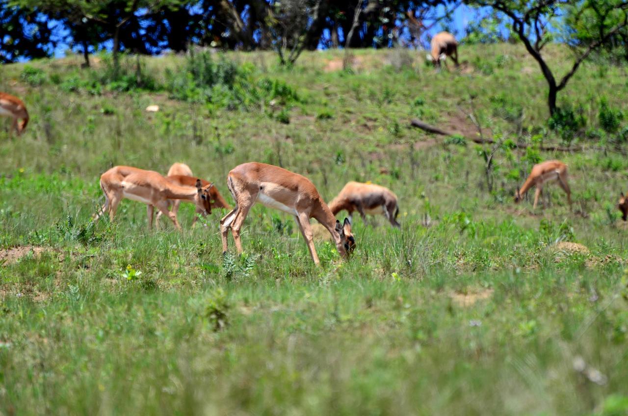 Phezulu Safari Park Villa Botha's Hill Eksteriør bilde